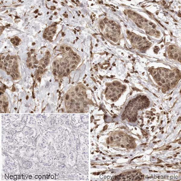 Immunohistochemistry (Formalin/PFA-fixed paraffin-embedded sections) - HRP Anti-AKT1 (phospho S473) antibody [EP2109Y] (AB194201)