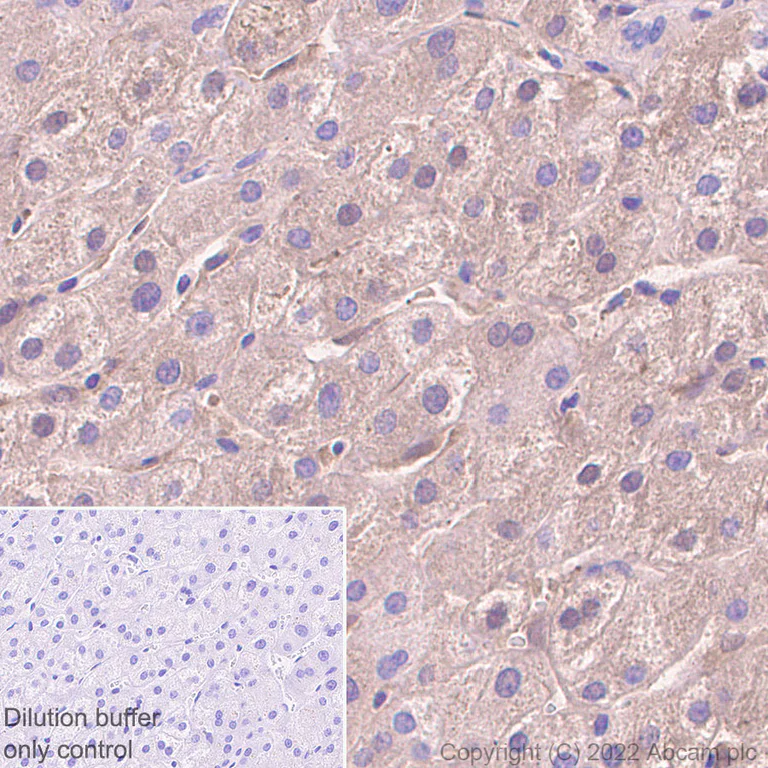 Immunohistochemistry (Formalin/PFA-fixed paraffin-embedded sections) - HRP Anti-Albumin antibody [EPR12774] (AB307472)