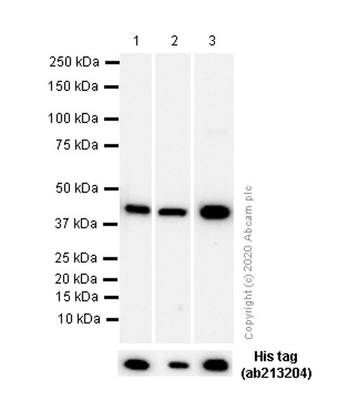 Western blot - HRP Anti-Aldolase + Aldolase B + Aldolase C antibody [EPR9724(B)] (AB200774), expandable thumbnail