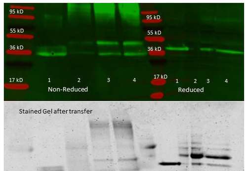 Immunoprecipitation - HRP Anti-Aldolase antibody (AB181662), expandable thumbnail