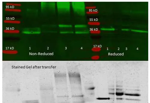 Immunoprecipitation - HRP Anti-Aldolase antibody (AB181662)