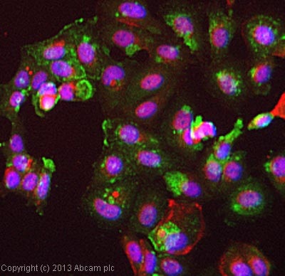 Immunocytochemistry/ Immunofluorescence - HRP Anti-alpha 1 Antitrypsin antibody (AB191350)