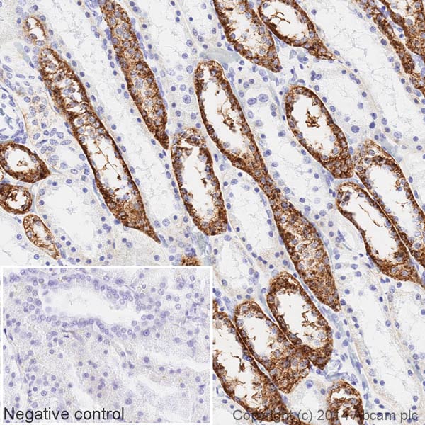 Immunohistochemistry (Formalin/PFA-fixed paraffin-embedded sections) - HRP Anti-alpha 1 Sodium Potassium ATPase antibody [464.6] - Plasma Membrane Loading Control (AB196696)
