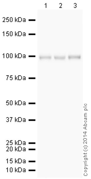 Western blot - HRP Anti-alpha 1 Sodium Potassium ATPase antibody [464.6] - Plasma Membrane Loading Control (AB196696)