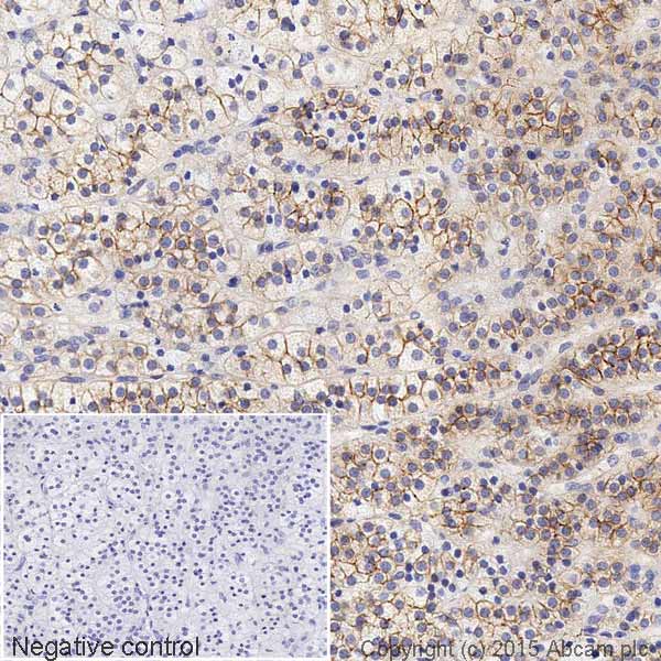 Immunohistochemistry (Formalin/PFA-fixed paraffin-embedded sections) - HRP Anti-alpha Actinin 4 antibody [EPR2533(2)] - Loading Control (AB199072), expandable thumbnail