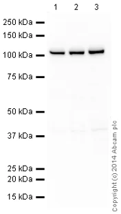 Western blot - HRP Anti-alpha Actinin 4 antibody [EPR2533(2)] - Loading Control (AB199072)