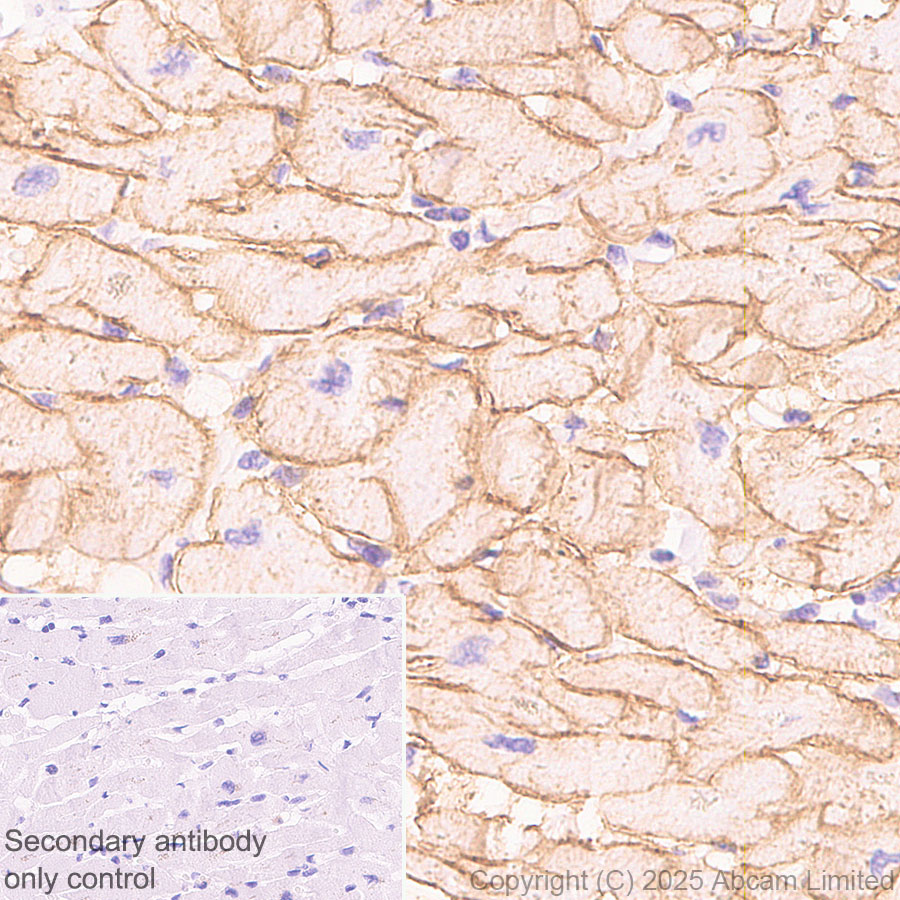 Immunohistochemistry (Formalin/PFA-fixed paraffin-embedded sections) - HRP Anti-alpha Sarcoglycan antibody [EPR14773] (AB323780), expandable thumbnail