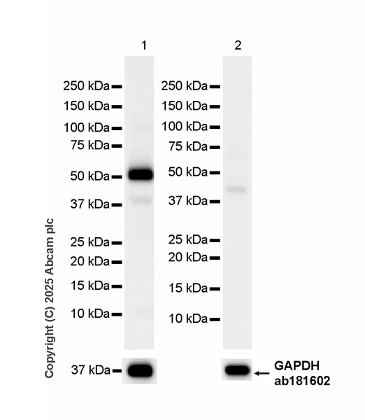 Western blot - HRP Anti-alpha Sarcoglycan antibody [EPR14773] (AB323780), expandable thumbnail