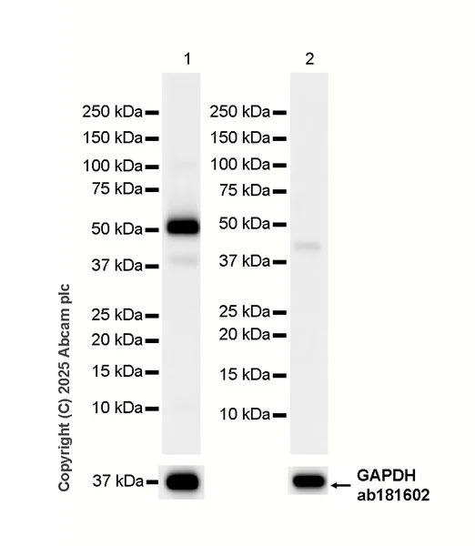 Western blot - HRP Anti-alpha Sarcoglycan antibody [EPR14773] (AB323780)