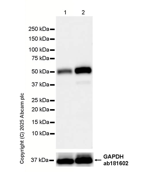 Western blot - HRP Anti-alpha Sarcoglycan antibody [EPR14773] (AB323780)