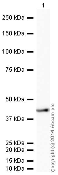 Western blot - HRP Anti-alpha smooth muscle Actin (acetyl E3) + ACTG2 (acetyl E3) antibody [E184] (AB196920), expandable thumbnail