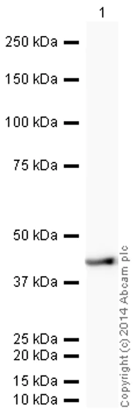Western blot - HRP Anti-alpha smooth muscle Actin (acetyl E3) + ACTG2 (acetyl E3) antibody [E184] (AB196920)