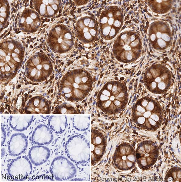 Immunohistochemistry (Formalin/PFA-fixed paraffin-embedded sections) - HRP Anti-alpha Tubulin antibody [DM1A] - Loading Control (AB40742), expandable thumbnail