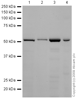 Western blot - HRP Anti-alpha Tubulin antibody [DM1A] - Loading Control (AB40742), expandable thumbnail