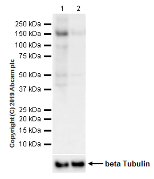 Western blot - HRP Anti-alpha Tubulin antibody [DM1A] - Loading Control (AB40742)