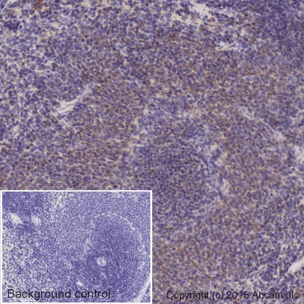 Immunohistochemistry (Formalin/PFA-fixed paraffin-embedded sections) - HRP Anti-alpha Tubulin antibody [EPR13478(B)] - Loading Control (AB185067)