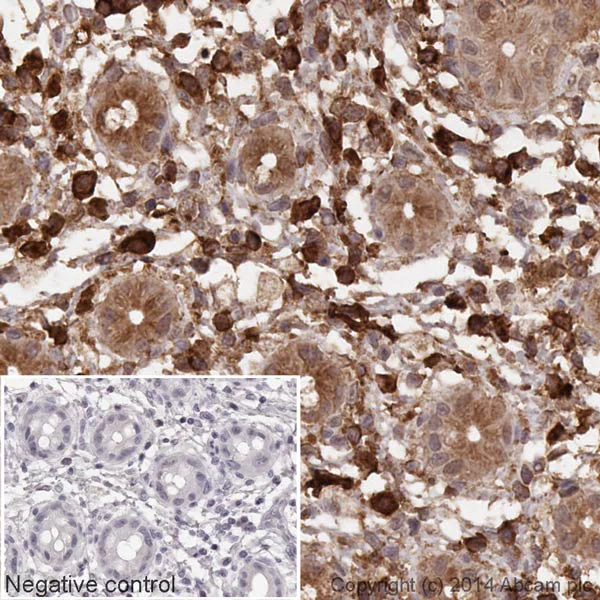 Immunohistochemistry (Formalin/PFA-fixed paraffin-embedded sections) - HRP Anti-alpha Tubulin antibody [EPR13478(B)] - Loading Control (AB185067)