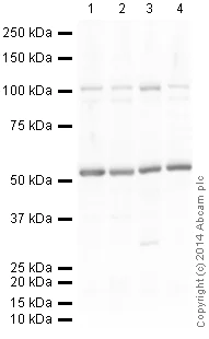 Western blot - HRP Anti-alpha Tubulin antibody [EPR13478(B)] - Loading Control (AB185067)