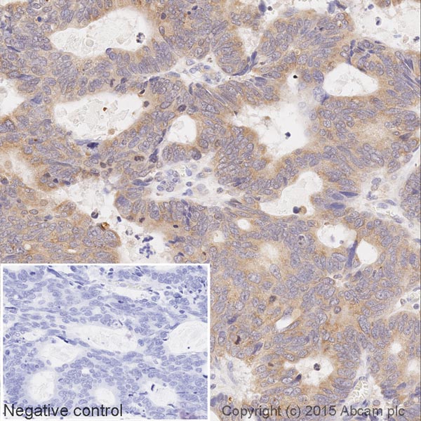 Immunohistochemistry (Formalin/PFA-fixed paraffin-embedded sections) - HRP Anti-AMPK alpha 1 + AMPK alpha 2 antibody [34.2] (AB202685), expandable thumbnail