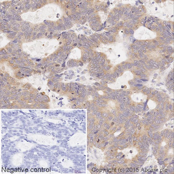 Immunohistochemistry (Formalin/PFA-fixed paraffin-embedded sections) - HRP Anti-AMPK alpha 1 + AMPK alpha 2 antibody [34.2] (AB202685)