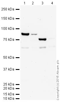 Western blot - HRP Anti-AMPK alpha 1 + AMPK alpha 2 antibody [34.2] (AB202685), expandable thumbnail