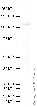 Western blot - HRP Anti-Androgen Receptor antibody [EPR1535(2)] (AB194196)