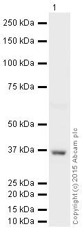 Western blot - HRP Anti-Annexin-2/ANXA2 antibody [EPR13052(B)] (AB200798)