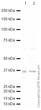 Western blot - HRP Anti-Annexin-2/ANXA2 antibody [EPR13052(B)] (AB200798)