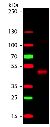 Western blot - Anti-HRP antibody (AB181658)