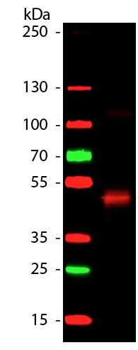 Western blot - Anti-HRP antibody (AB181658)