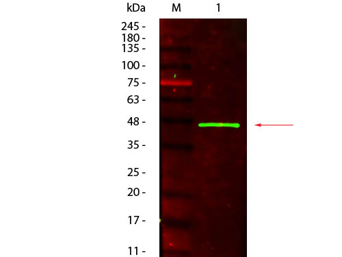 Western blot - Anti-HRP antibody (AB181708), expandable thumbnail