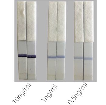 Functional Studies - HRP Antibody Conjugation Check Kit (AB236555), expandable thumbnail
