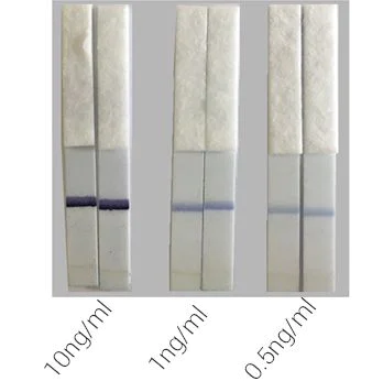 Functional Studies - HRP Antibody Conjugation Check Kit (AB236555)