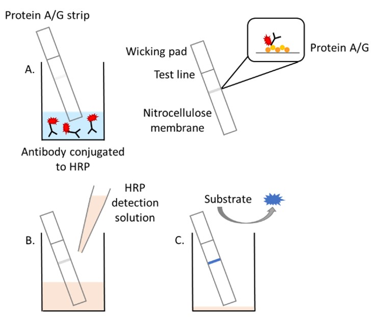 Schematic Diagram - HRP Antibody Conjugation Check Kit (AB236555), expandable thumbnail