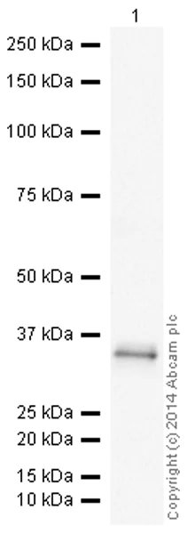 Western blot - HRP Anti-Apolipoprotein E antibody [EP1374Y] (AB195855)