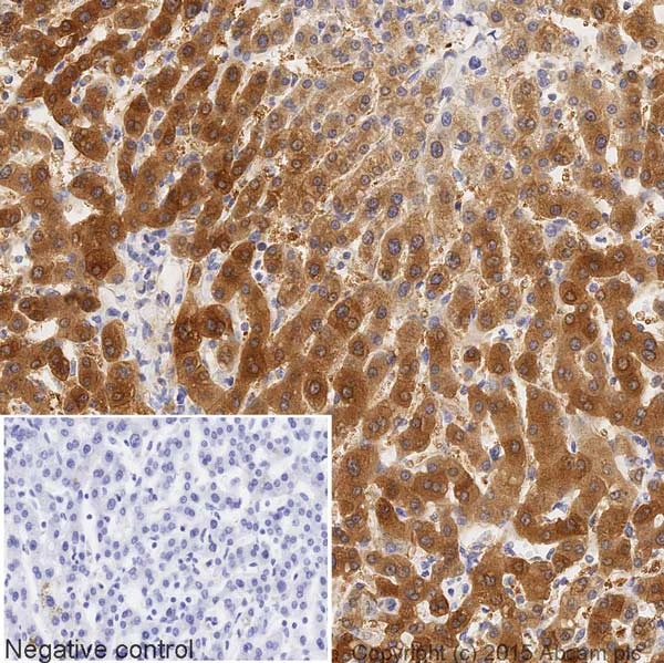 Immunohistochemistry (Formalin/PFA-fixed paraffin-embedded sections) - HRP Anti-ASS1 antibody [EPR12398] (AB209018)