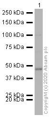 Western blot - HRP Anti-ASS1 antibody [EPR12398] (AB209018), expandable thumbnail