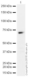 Western blot - HRP Anti-ATF2 antibody [E243] (AB200174), expandable thumbnail