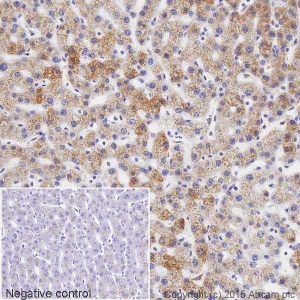 Immunohistochemistry (Formalin/PFA-fixed paraffin-embedded sections) - HRP Anti-ATP5A antibody [EPR13030(B)] (AB195891), expandable thumbnail