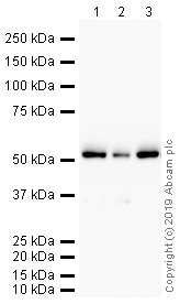 Western blot - HRP Anti-ATP5A antibody [EPR13030(B)] - Mitochondrial Marker (AB195891), expandable thumbnail
