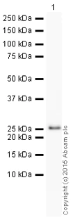 Western blot - HRP Anti-Bak antibody [Y164] (AB199516)