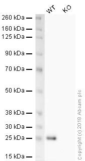 Western blot - HRP Anti-Bak antibody [Y164] (AB199516)