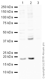 Western blot - HRP Anti-Bax antibody [E63] (AB205822), expandable thumbnail