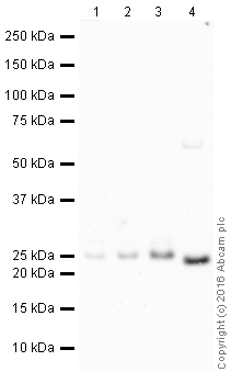 Western blot - HRP Anti-Bcl-2 antibody [EPR17509] (AB209039), expandable thumbnail
