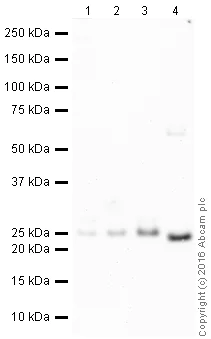 Western blot - HRP Anti-Bcl-2 antibody [EPR17509] (AB209039)