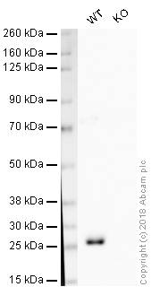 Western blot - HRP Anti-Bcl-2 antibody [EPR17509] (AB209039), expandable thumbnail