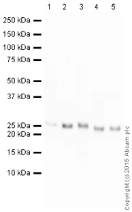 Western blot - HRP Anti-Bcl-XL antibody [E18] (AB200600)