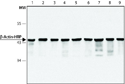 Western blot - HRP Anti-beta Actin antibody [AC-15] - Loading Control (AB49900), expandable thumbnail