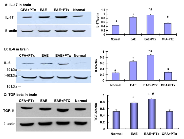 Western blot - HRP Anti-beta Actin antibody [AC-15] - Loading Control (AB49900), expandable thumbnail