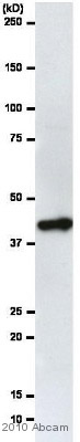 Western blot - HRP Anti-beta Actin antibody [AC-15] - Loading Control (AB49900), expandable thumbnail